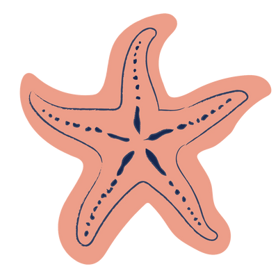Illustration of a starfish on a white background